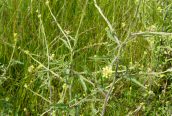 Hedge Mustard