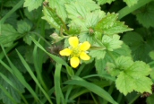 Herb Bennet