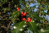Holly
