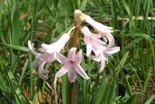 Hyacinth