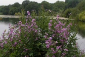Mallow
