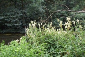 Meadow-sweet