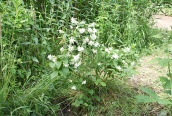 Mock Orange