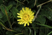 Mouse-ear Hawkweed