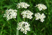 Pignut