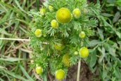 Pineapple Mayweed
