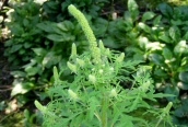 Ragweed