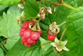 Raspberry