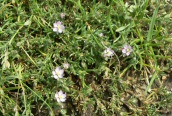 Sand Spurrey