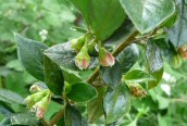 Wall Cotoneaster