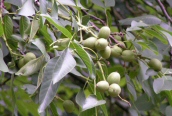 Walnut