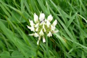 White Clover