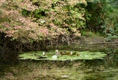 White Water-lily