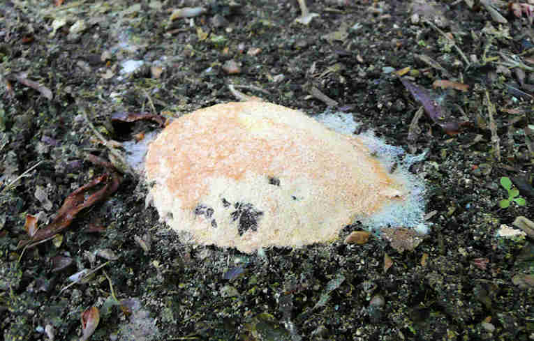 Fuligo  septica