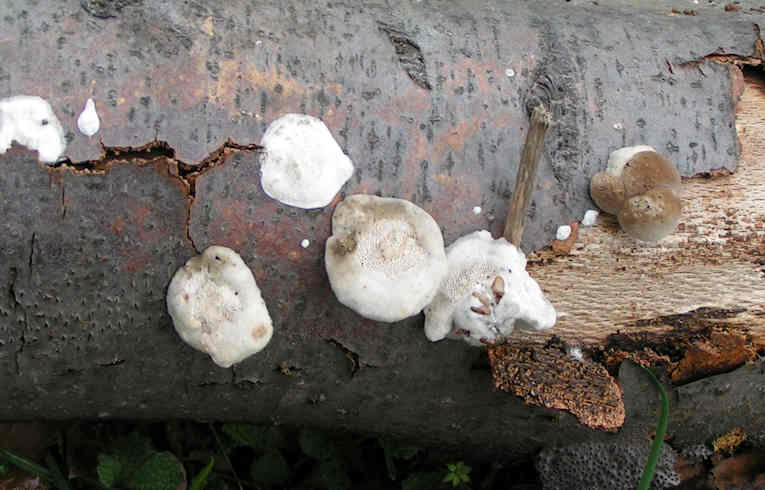 Reticularia lycoperdon