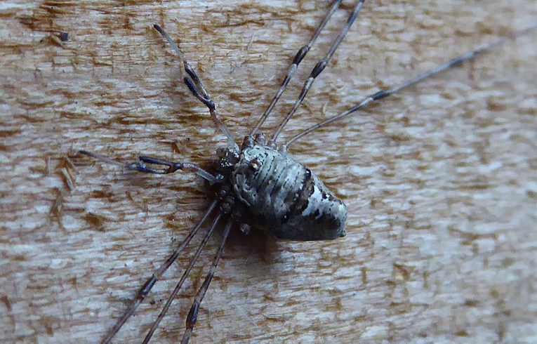 Dicranopalpus ramosus