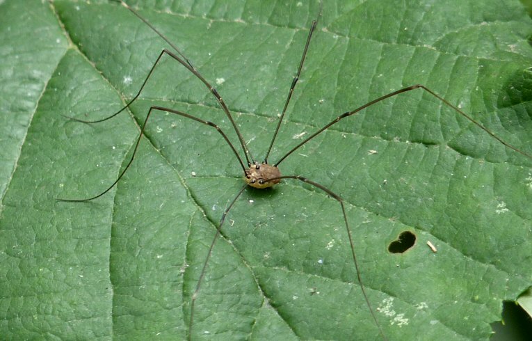 Leiobunum rotundum