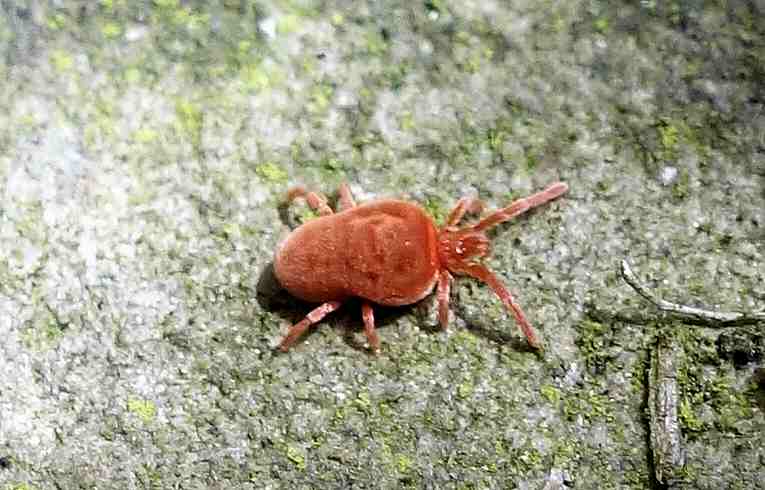 Trombidium holosericeum