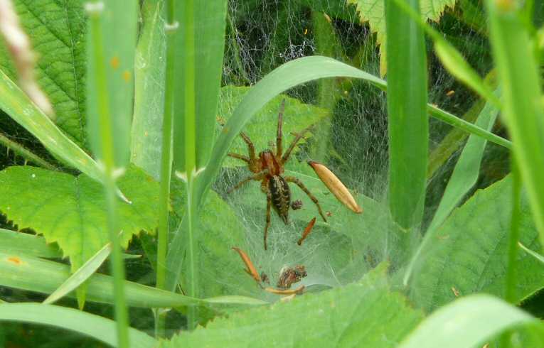 Agelena labyrinthica