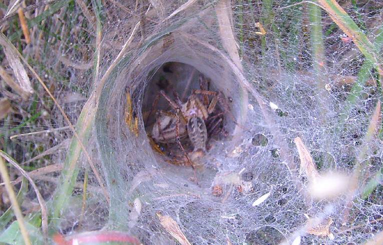 Agelena labyrinthica