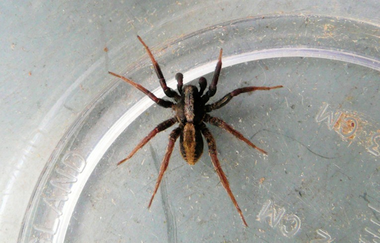 Alopecosa pulverulenta