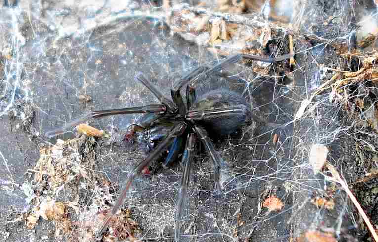 Amaurobius ferox