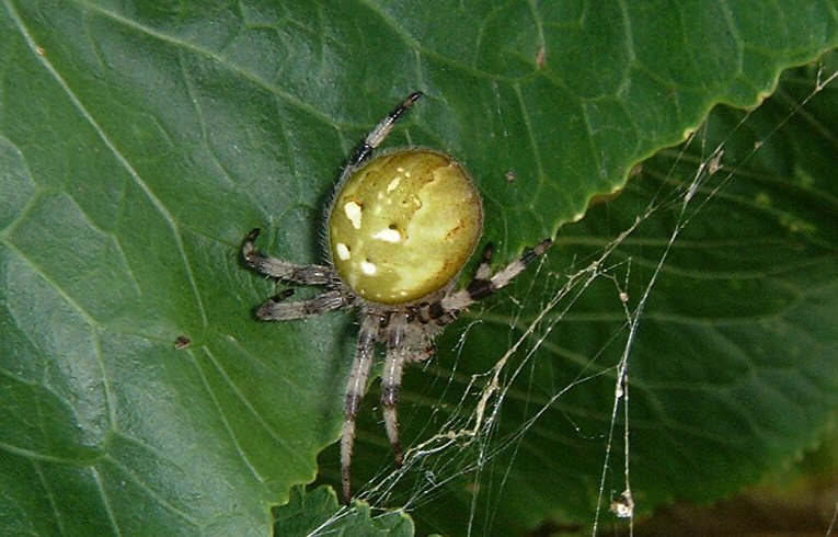 Araneus quadratus