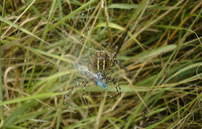 Argiope bruennichi