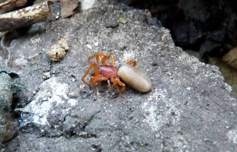 Dysdera crocata