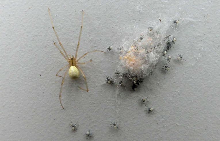 Enoplognatha ovata