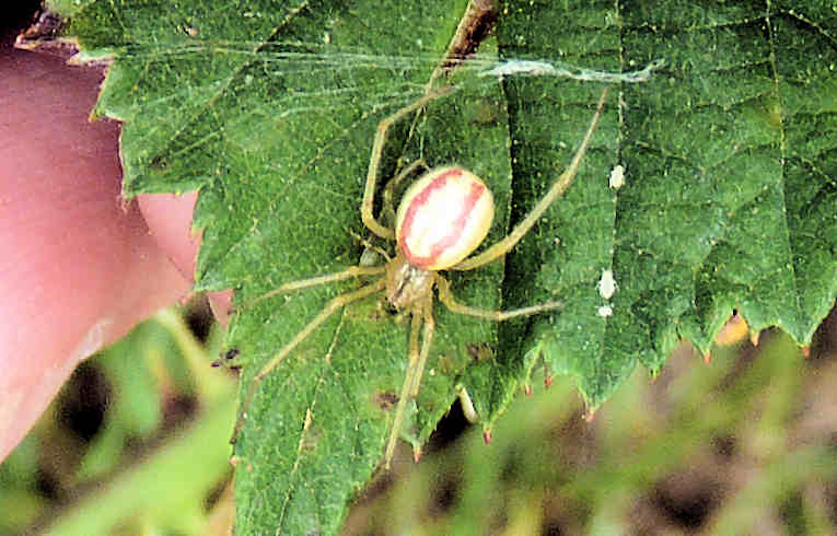 Enoplognatha ovata