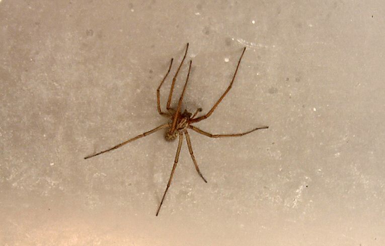 Eratigena duellica