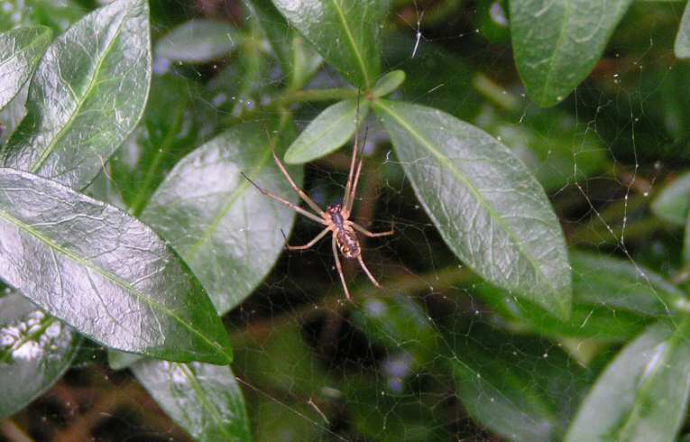 Linyphia triangularis