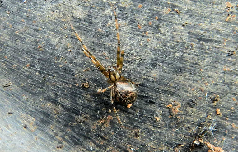 Megalepthyphantes sp. ?