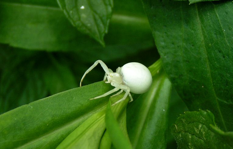 Misumena vatia