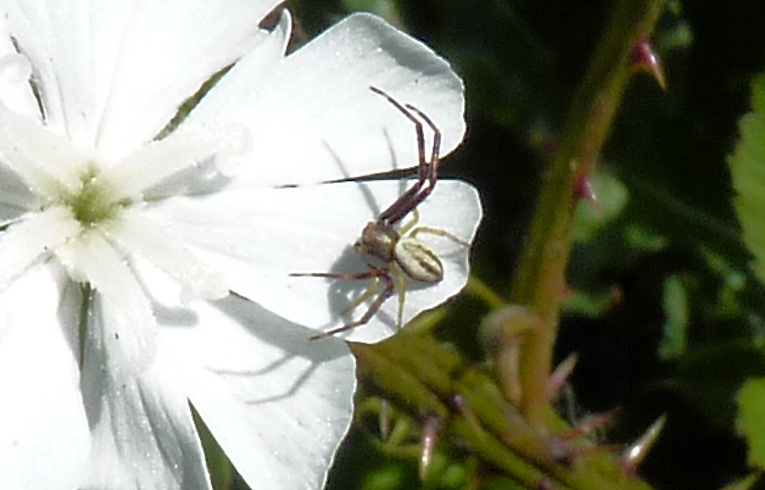 Misumena vatia