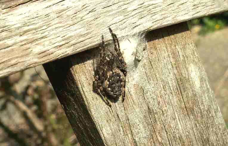 Nuctenea umbratica