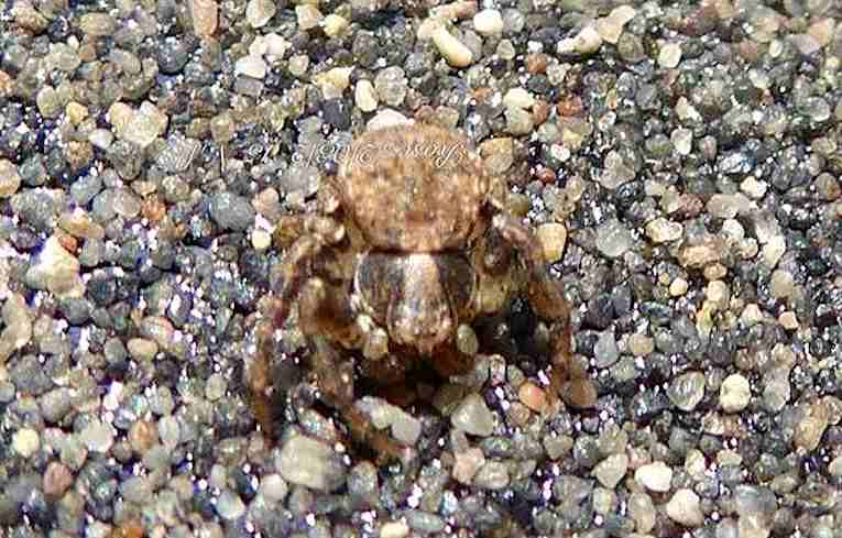 Ozyptila sp. 