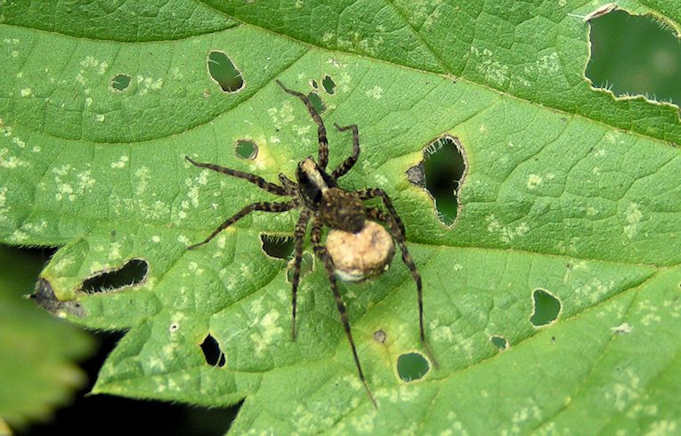 Pardosa (monticola ?)