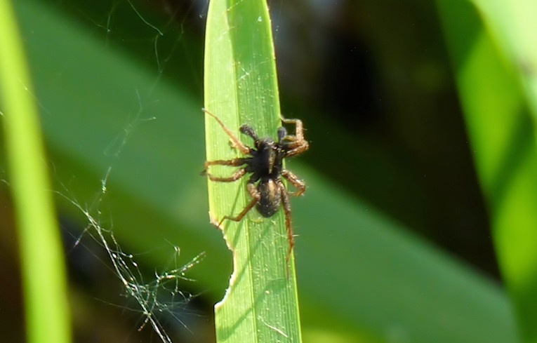 Pardosa proxima ?