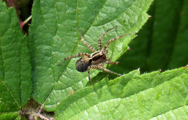 Pardosa agricola