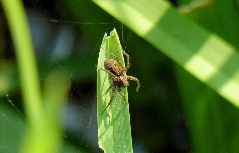 Pardosa sp. ?