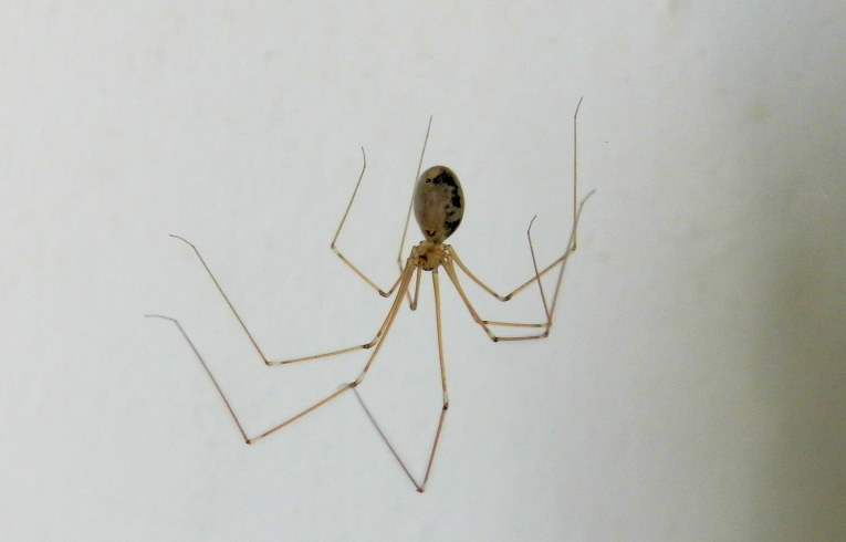 Pholcus phalangioides