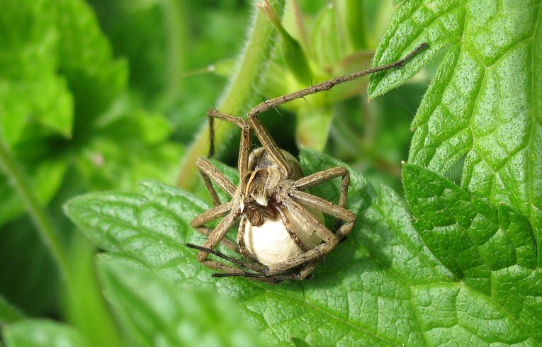 Pisaura miribilis