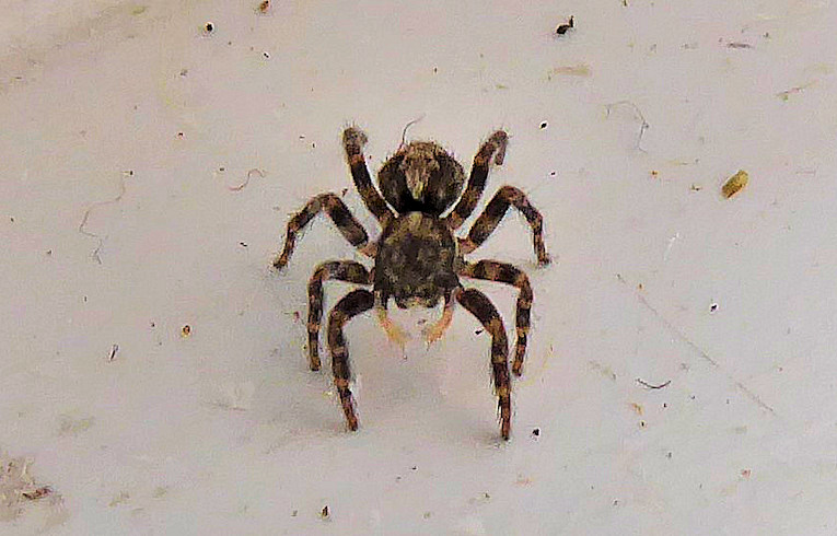 Pseudeuophrys lanigera