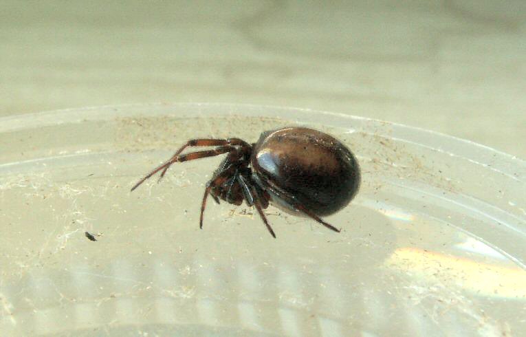 Steatoda bipunctata