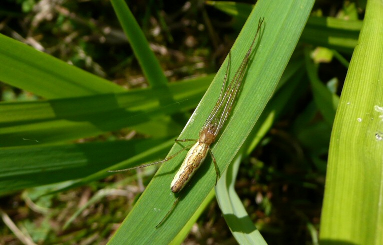 Tetragnatha (extensa)
