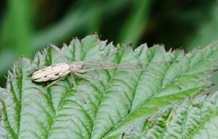 Tetragnatha (montana)
