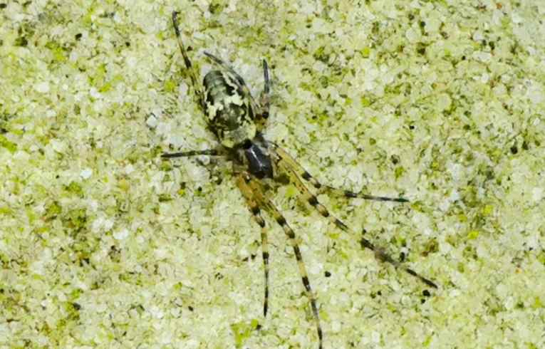 Tetragnatha (obtusa ?)