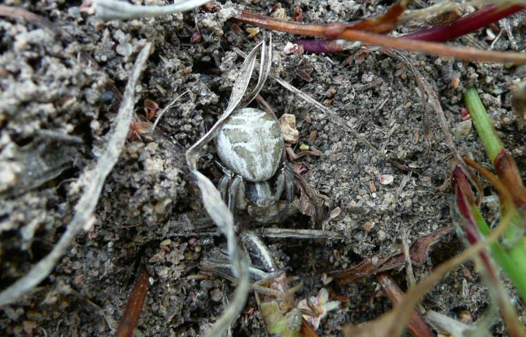 Xysticus cristatus
